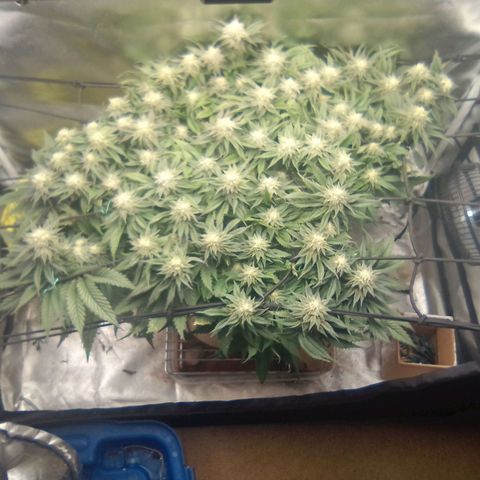 Zombie Death Fuck growlog timeline photo