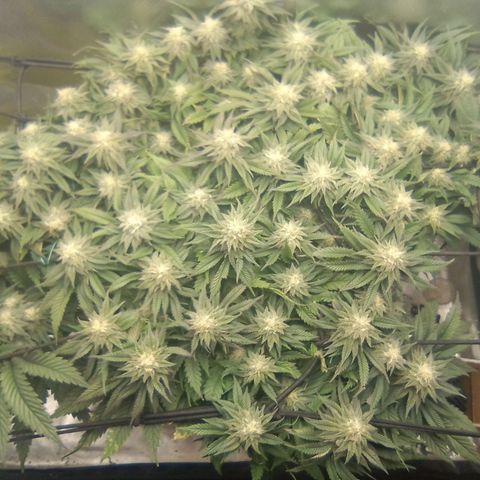 Zombie Death Fuck growlog timeline photo