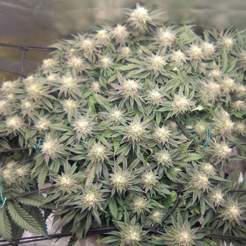 Zombie Death Fuck growlog timeline photo