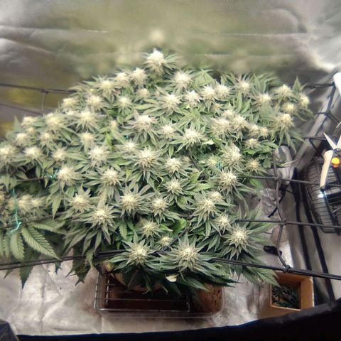 Zombie Death Fuck growlog timeline photo