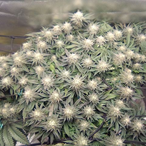 Zombie Death Fuck growlog timeline photo
