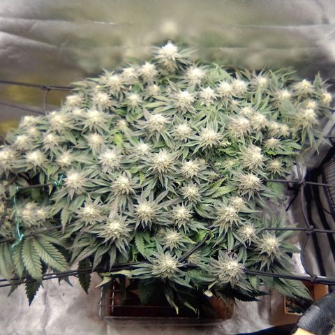 Zombie Death Fuck growlog timeline photo