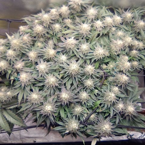 Zombie Death Fuck growlog timeline photo