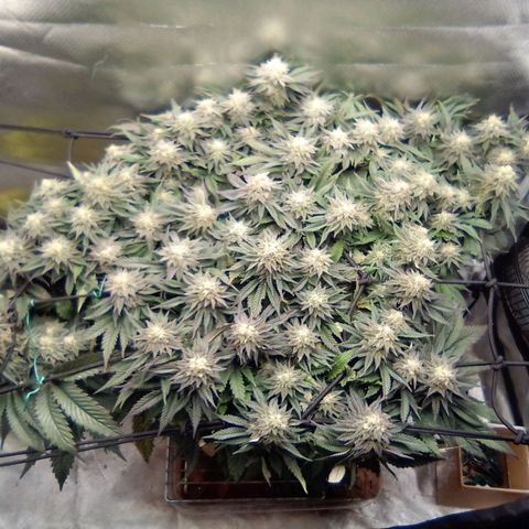 Zombie Death Fuck growlog timeline photo