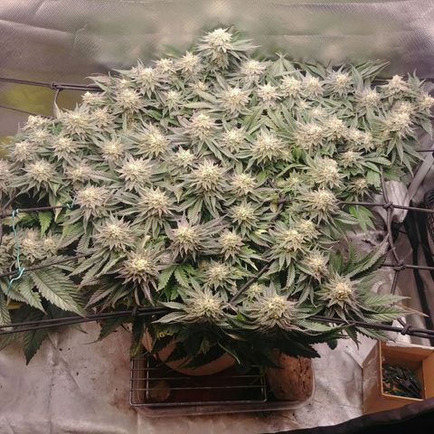 Zombie Death Fuck growlog timeline photo