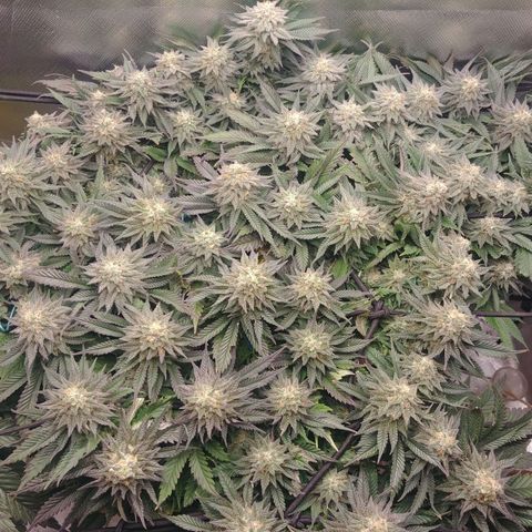 Zombie Death Fuck growlog timeline photo