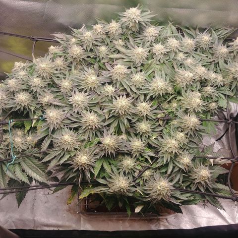 Zombie Death Fuck growlog timeline photo
