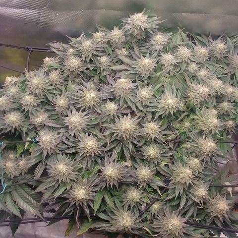 Zombie Death Fuck growlog timeline photo