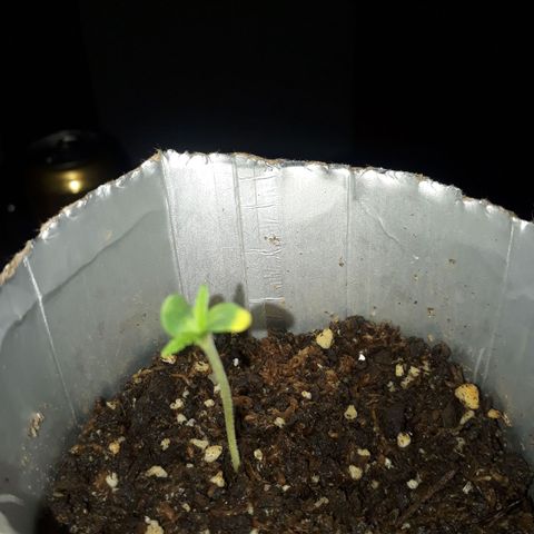 Genética desconocida growlog photo: 00:16
