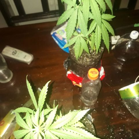 Genética desconocida growlog timeline photo
