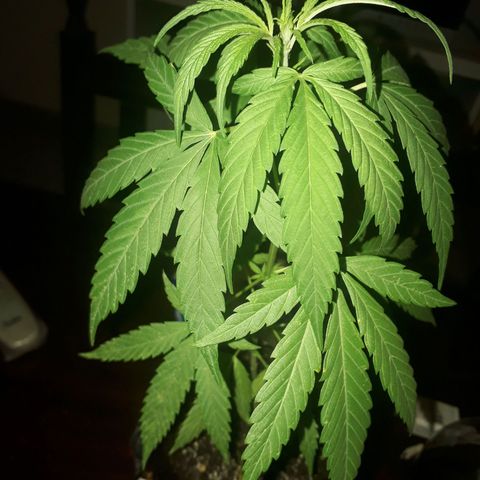 Genética desconocida growlog timeline photo