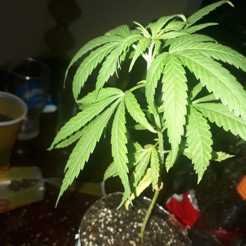 Genética desconocida growlog timeline photo