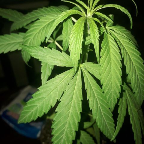 Genética desconocida growlog timeline photo