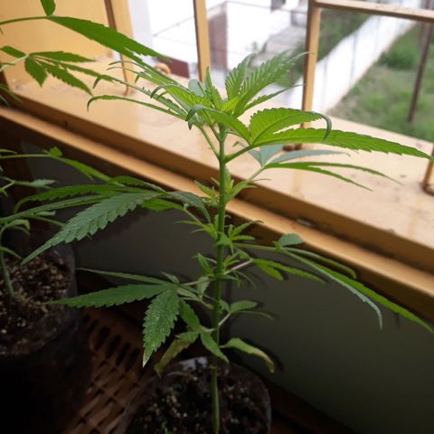 Genética desconocida growlog timeline photo