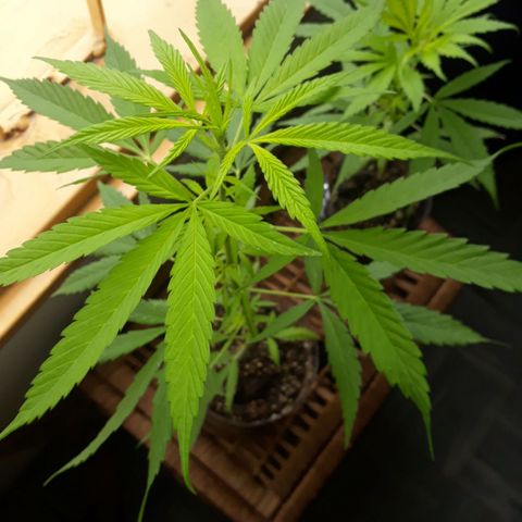 Genética desconocida growlog timeline photo