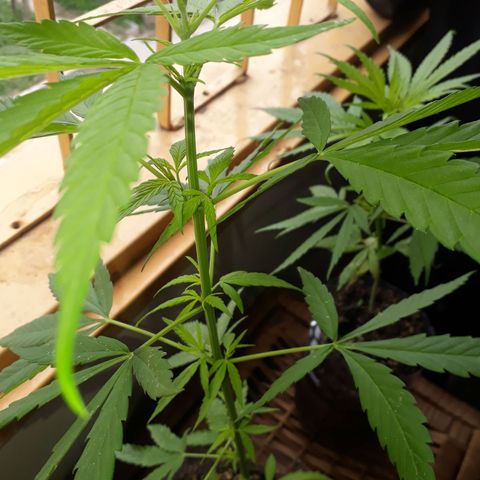 Genética desconocida growlog timeline photo