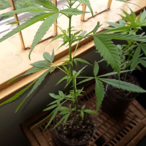 Genética desconocida growlog timeline photo