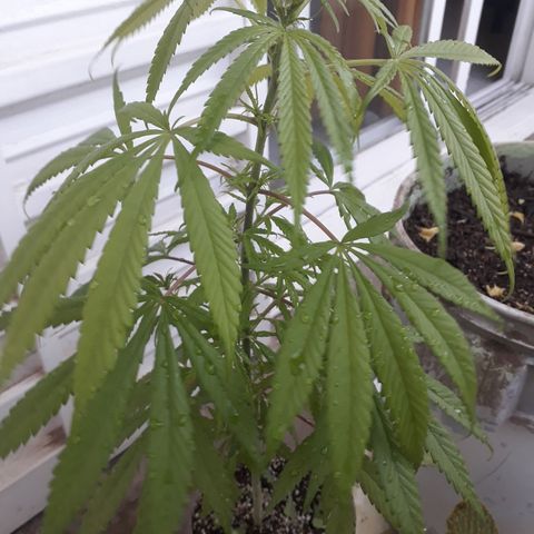 Genética desconocida growlog timeline photo