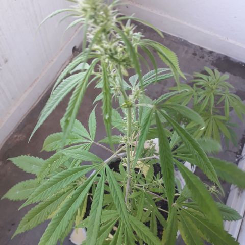 Genética desconocida growlog timeline photo