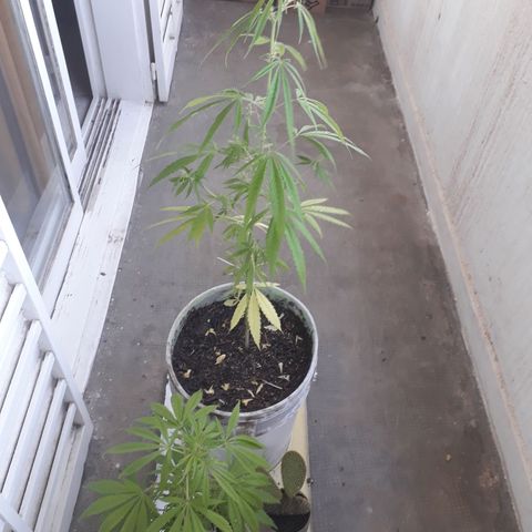 Genética desconocida growlog timeline photo