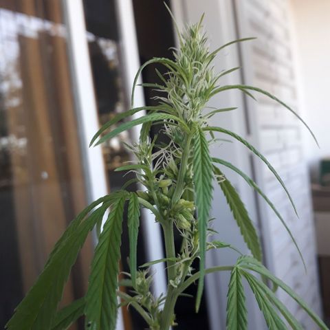 Genética desconocida growlog timeline photo