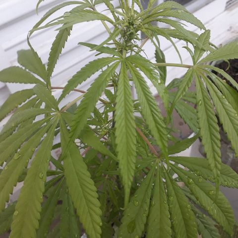 Genética desconocida growlog timeline photo