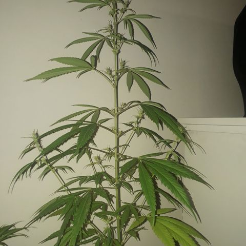 Genética desconocida growlog timeline photo
