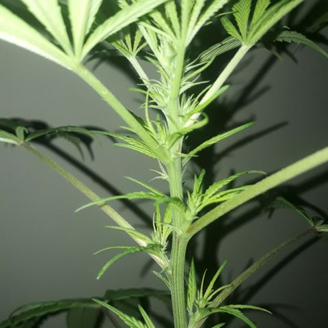Genética desconocida growlog timeline photo