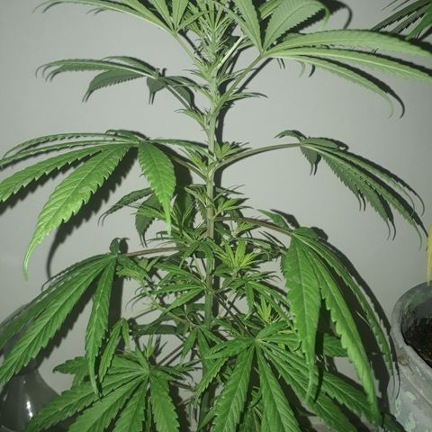 Genética desconocida growlog timeline photo
