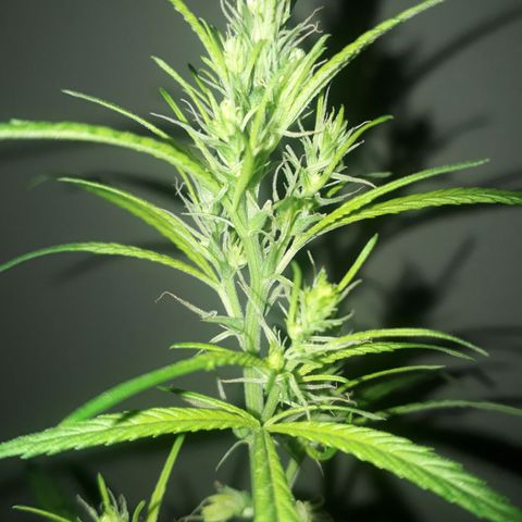 Genética desconocida growlog timeline photo