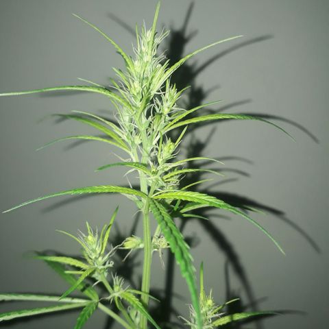 Genética desconocida growlog timeline photo