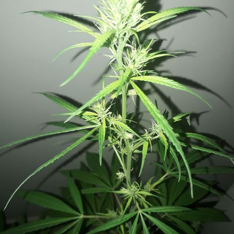 Genética desconocida growlog timeline photo
