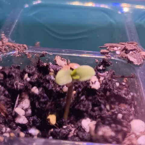 Darla growlog timeline photo