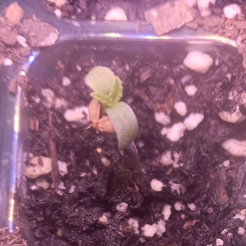 Darla growlog timeline photo