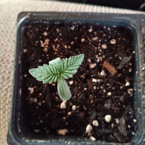 Darla growlog timeline photo