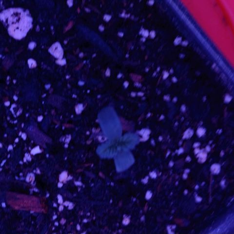 Darla growlog timeline photo