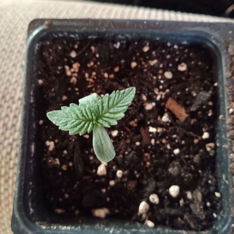 Darla growlog timeline photo