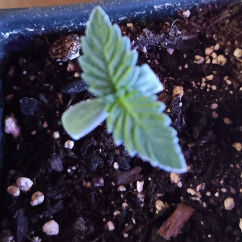 Darla growlog timeline photo