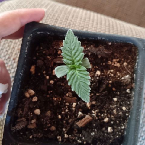 Darla growlog timeline photo