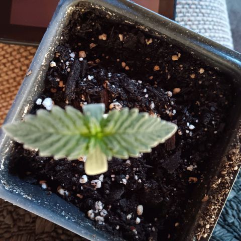 Darla growlog photo: 4 leaves out