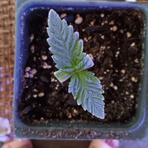Darla growlog timeline photo