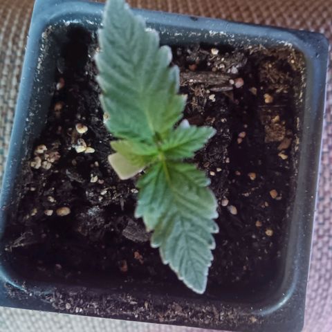 Darla growlog timeline photo