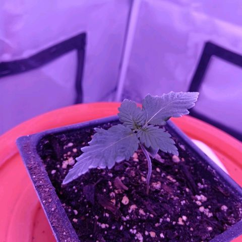 Darla growlog timeline photo