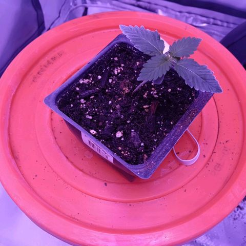 Darla growlog timeline photo
