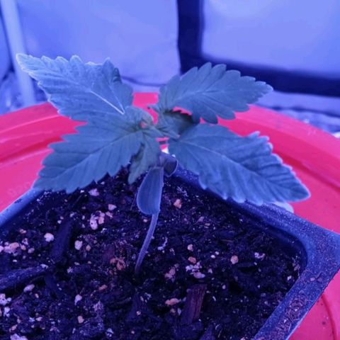 Darla growlog timeline photo