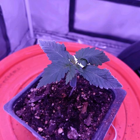 Darla growlog photo: Enters vege stage