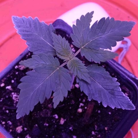 Darla growlog timeline photo