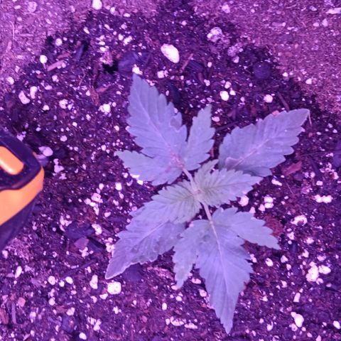 Darla growlog timeline photo