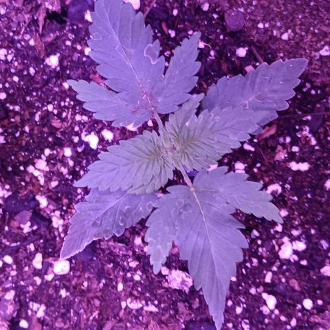 Darla growlog timeline photo