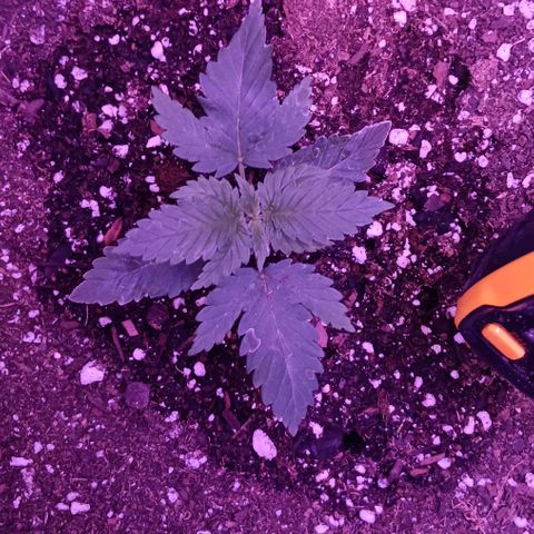 Darla growlog timeline photo